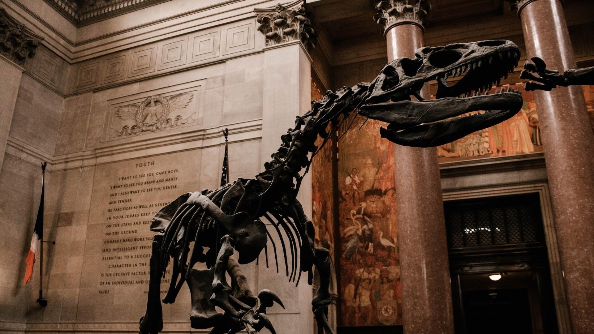 Un esqueleto de dinossaurio en el Museo Americano de Historia Natural